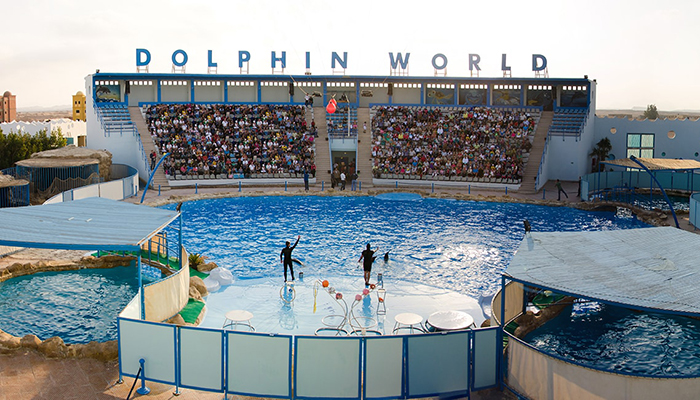 Dolphin Show Tour